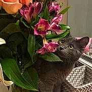 Kitler joined the competition — help win amazing prizes! animal, bouquet, cat, closeup, curious, domestic_cat, flowers, gray_cat, green_leaf, indoor, knitted_item, leaf, pet, plant, purple_flowers, roses, table, vase, woven_basket, yellow_eyes