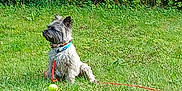 Tips participe au concours pour gagner de l'argent avec cette photo : animal, canine, collar, daylight, dog, field, fur, grass, greenery, leash, nature, outdoor, park, pet, playful, side_view, sitting, small_dog, summer, tennis_ball