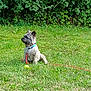 animal, canine, collar, daylight, dog, field, fur, grass, greenery, leash, nature, outdoor, park, pet, playful, side_view, sitting, small_dog, summer, tennis_ball