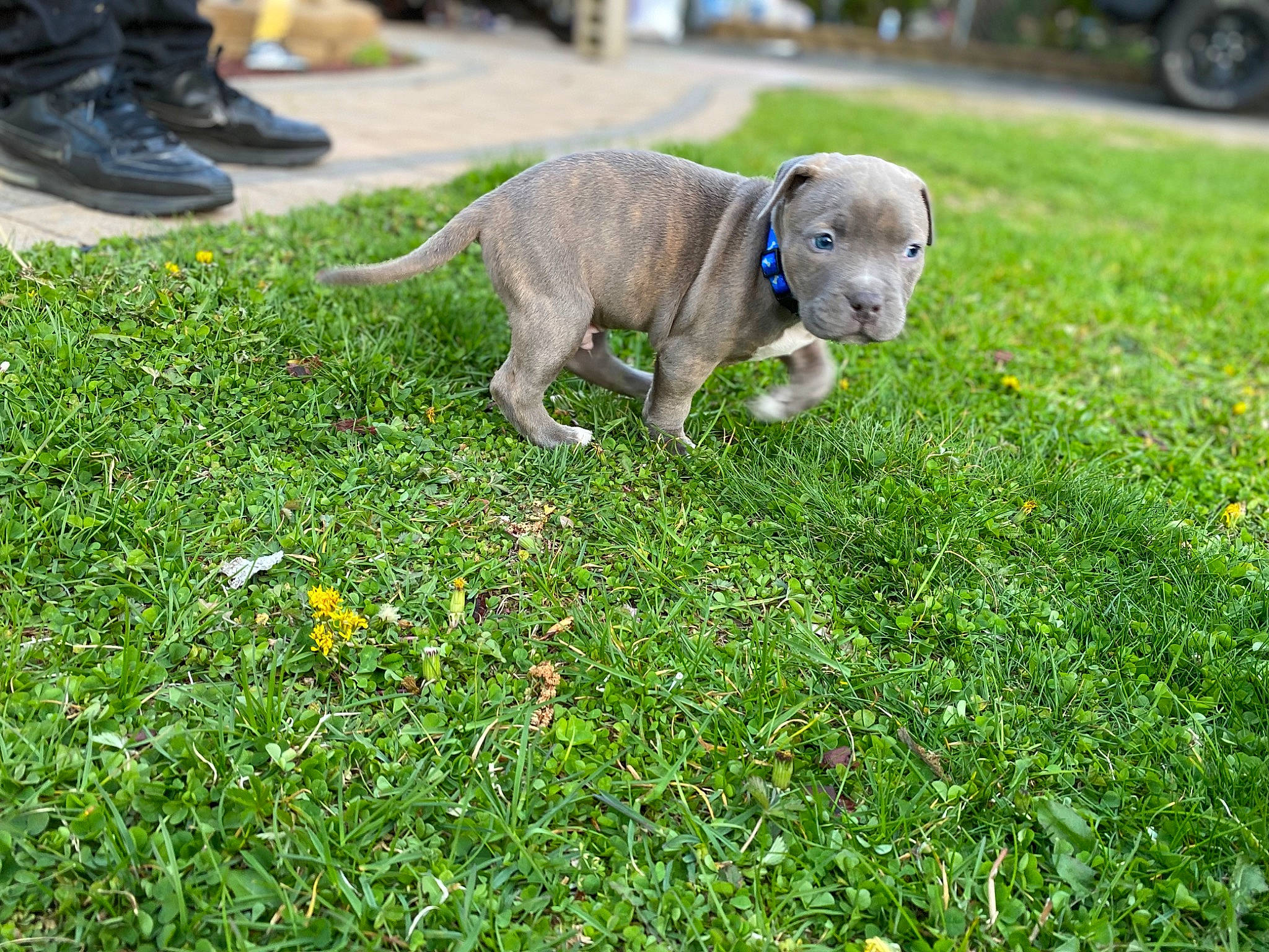 Gumbo joined the competition — help win amazing prizes! carnivore, companion_dog, dog, dog_breed, fawn, footwear, grass, grass_family, grassland, groundcover, lawn, meadow, people_in_nature, plant, snout, tail, tire, vehicle, wheel, working_animal