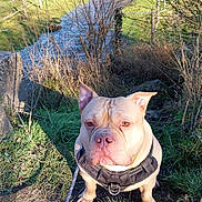 Simba participe au concours pour gagner de l'argent avec cette photo : animal, bulldog, canine, dog, face, frenchbulldog, grass, head, nature, outdoors, person, pet, photography, pitbull, plant, portrait, rock, soil, tree, vegetation