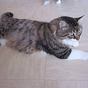 O'Maley a rejoint le concours — aidez-le/la à gagner de superbes lots ! aegean_cat, american_shorthair, american_wirehair, california_spangled, carnivoran, cat, cat_like_mammal, domestic_short_haired_cat, dragon_li, european_shorthair, fur, kitten, kurilian_bobtail, norwegian_forest_cat, pixie_bob, siberian, small_to_medium_sized_cats, tabby_cat, tail, whiskers