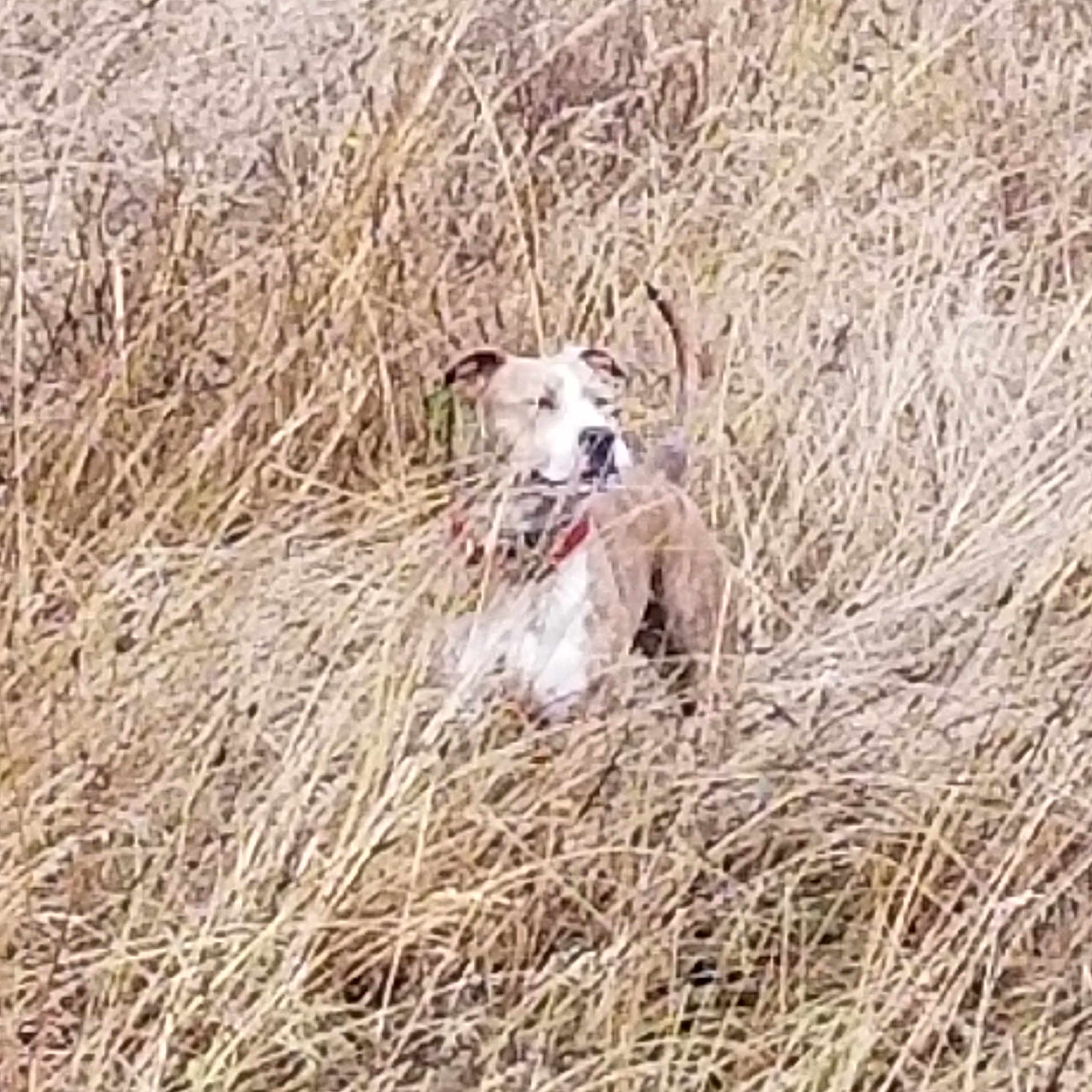 Letty joined the competition — help win amazing prizes! american_staghound, canidae, carnivore, dog, dog_breed, galgo_espanol, grass_family, hunting_dog, mammal, sporting_group, terrier, vertebrate