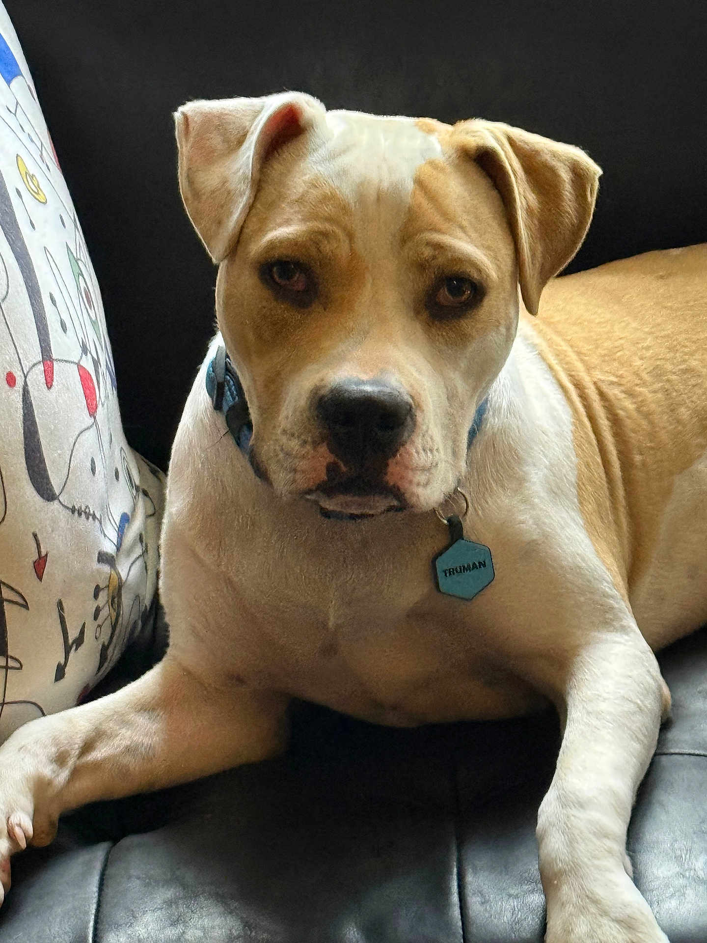 Truman joined the competition — help win amazing prizes! dog, canine, pet, lounge, couch, black_leather, pillow, abstract_pattern, tan, white, collar, tag, indoor, closeup, portrait, animal, relaxed, looking_at_camera, ears, face