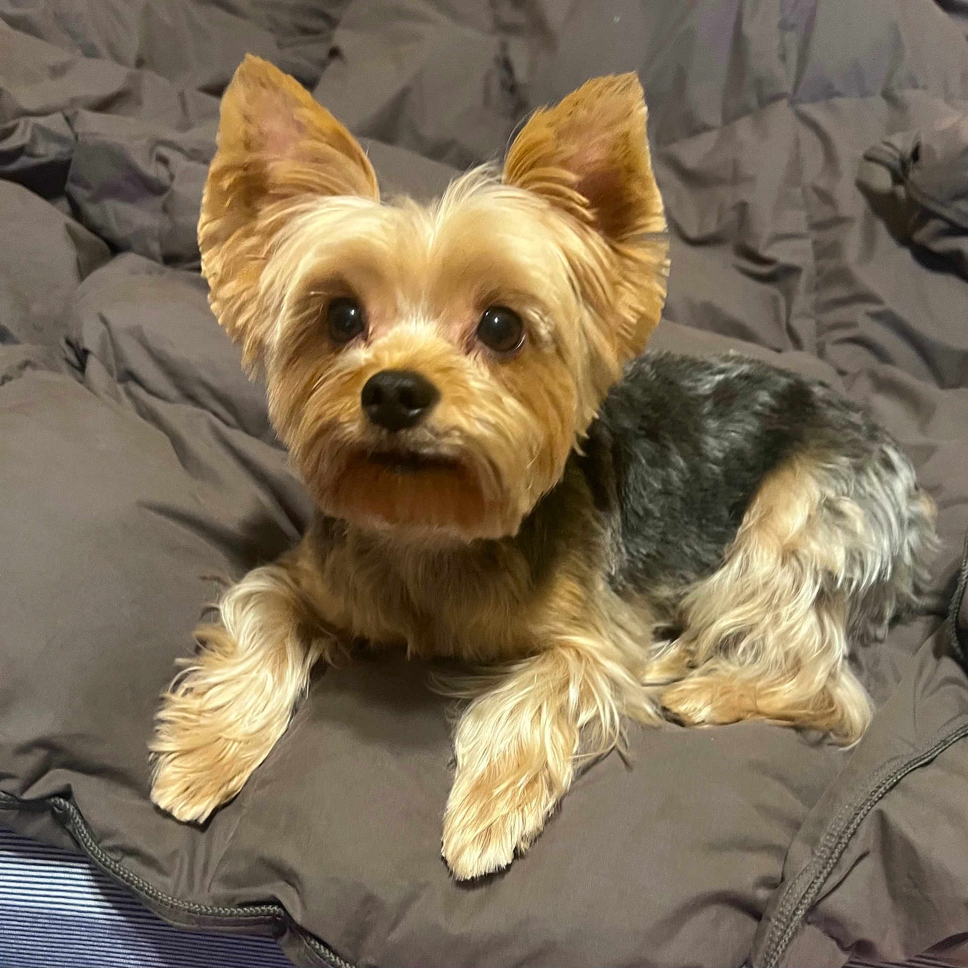 Kas joined the competition — help win amazing prizes! animal, blanket, companion, cozy, cute, cute_pet, dog, ears, eyes, fur, fur_texture, indoors, lying_down, nose, paw, pet, portrait, resting, small_dog, yorkshire_terrier
