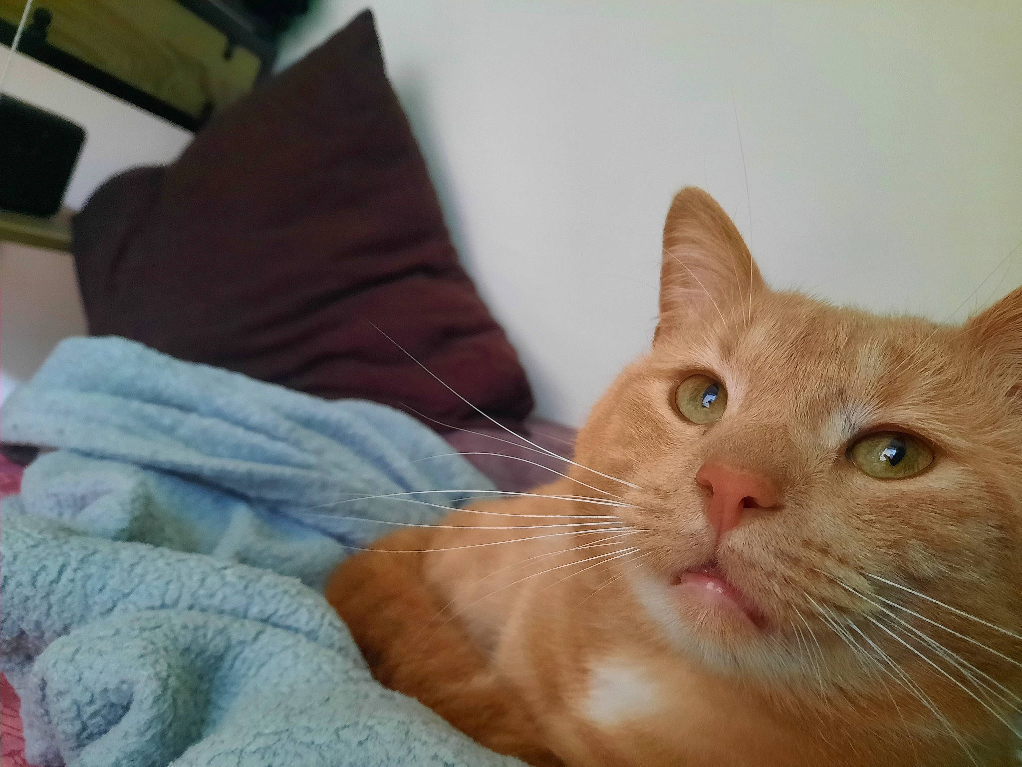 Mafate participe au concours pour gagner de l'argent avec cette photo : carnivore, cat, claw, comfort, domestic_short_haired_cat, ear, fawn, felidae, fur, linens, paw, small_to_medium_sized_cats, snout, tail, whiskers, window, wood