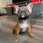 Milo joined the competition — help win amazing prizes! puppy, dog, pet, indoor, floor, wooden_floor, entertainment_unit, television, ears, cute, small_dog, brown_fur, white_chest, looking_up, animal, young_dog, home, living_room, curious, sitting