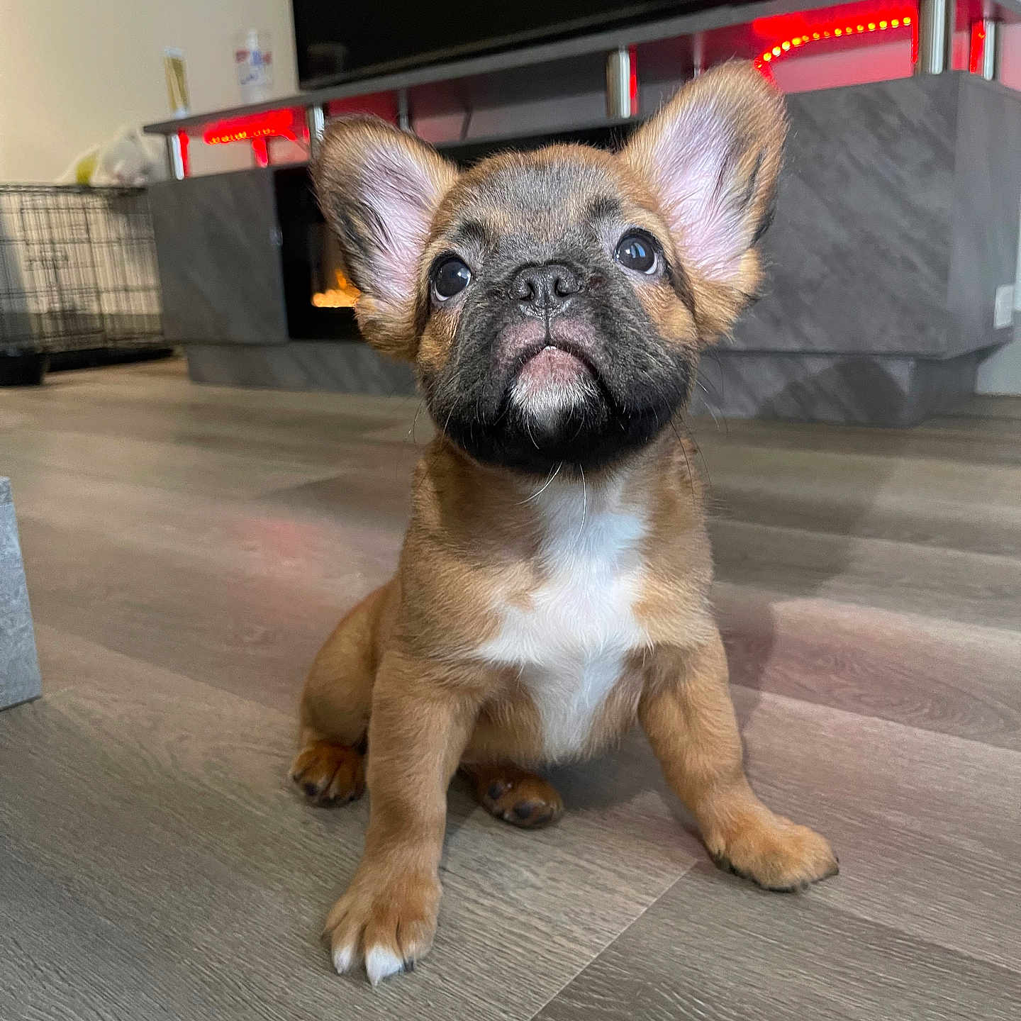 Milo joined the competition — help win amazing prizes! puppy, dog, pet, indoor, floor, wooden_floor, entertainment_unit, television, ears, cute, small_dog, brown_fur, white_chest, looking_up, animal, young_dog, home, living_room, curious, sitting
