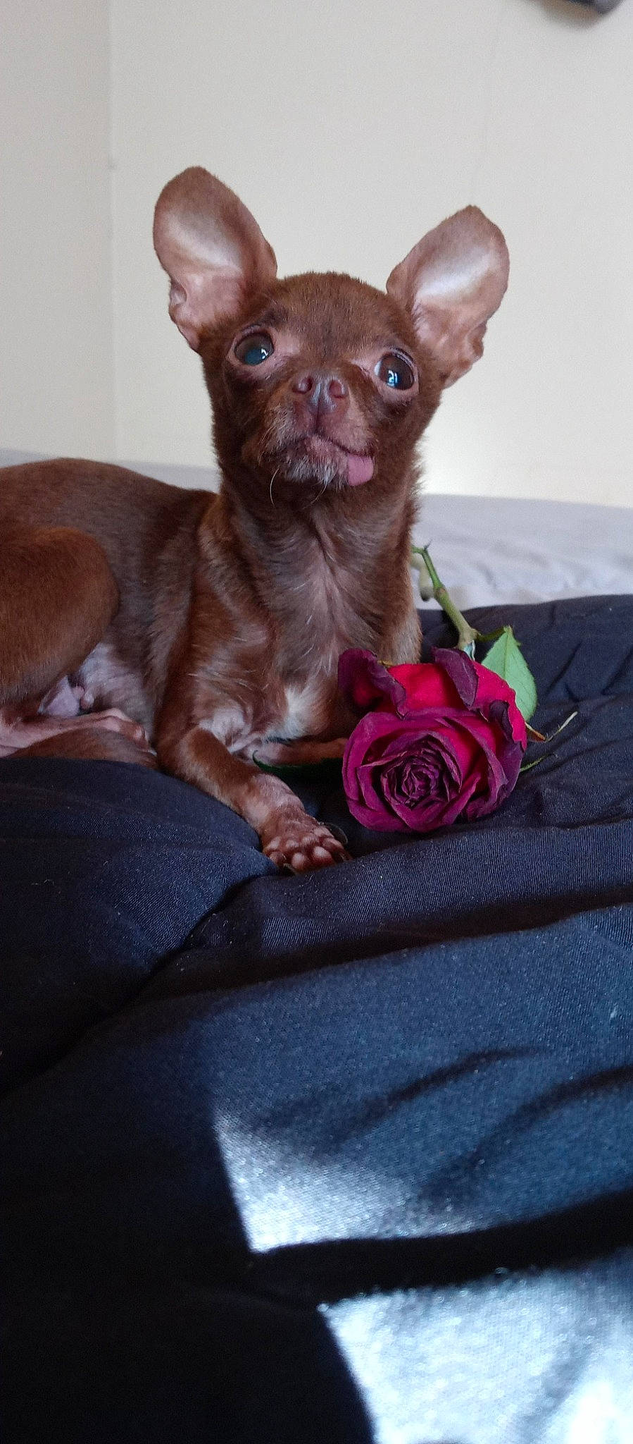 Nevaeh is registered to the contest to win money with this photo: canidae, carnivore, chihuahua, comfort, companion_dog, corgi_chihuahua, dog, dog_breed, ear, fawn, fur, liver, magenta, petal, pink, rose, snout, toy_dog, whiskers, working_animal