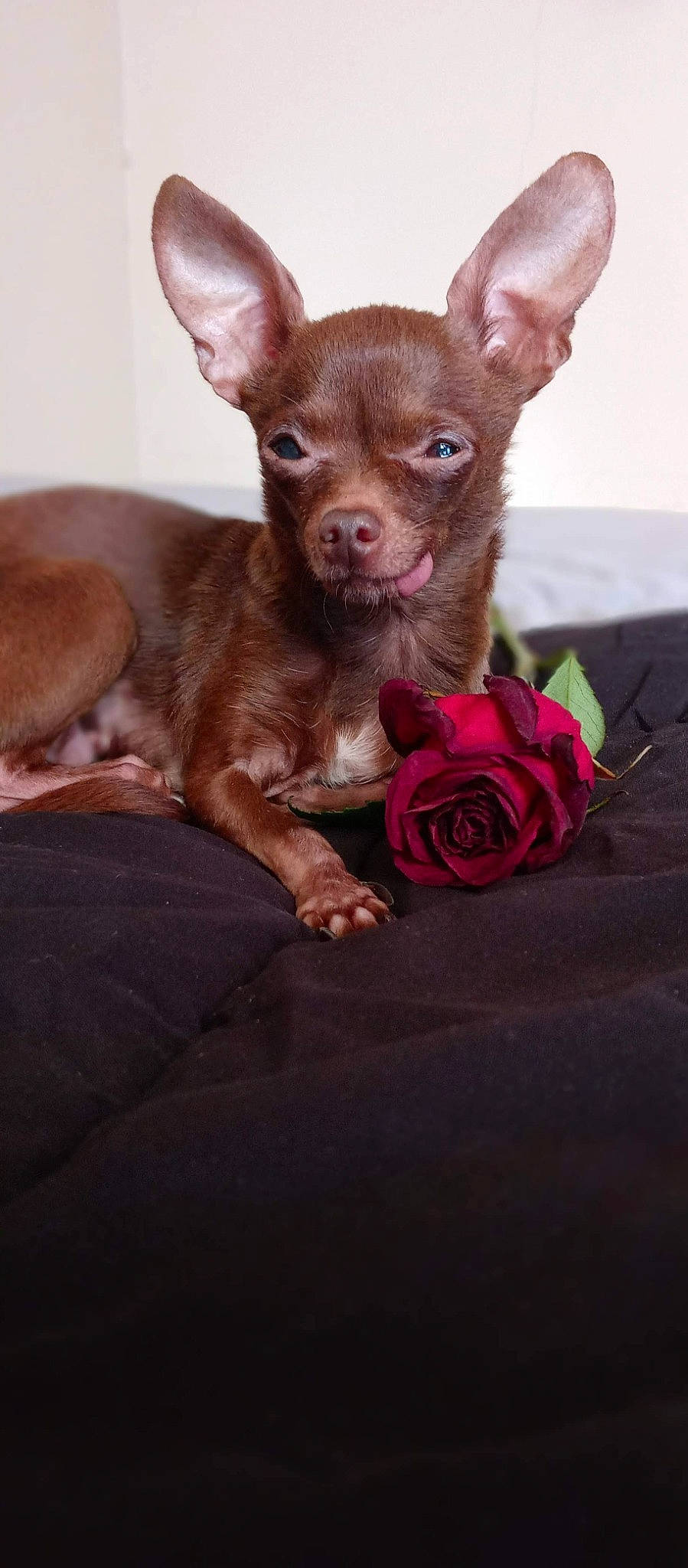 Nevaeh is registered to the contest to win money with this photo: canidae, carmine, carnivore, comfort, companion_dog, corgi_chihuahua, dog, dog_breed, ear, fawn, flower, fur, liver, magenta, pink, rose, snout, toy_dog, whiskers, working_animal