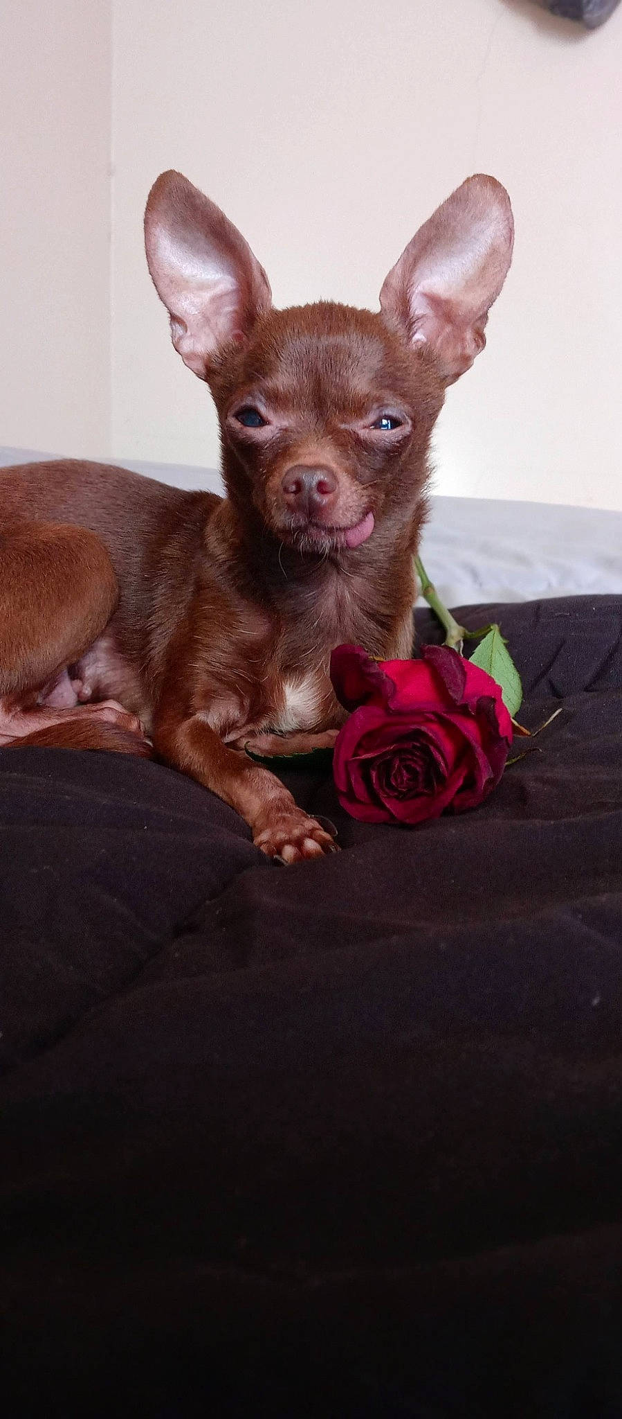 Nevaeh is registered to the contest to win money with this photo: canidae, carmine, carnivore, chihuahua, comfort, companion_dog, dog, dog_breed, ear, fawn, flower, liver, magenta, petal, pink, rose, snout, toy_dog, whiskers, working_animal