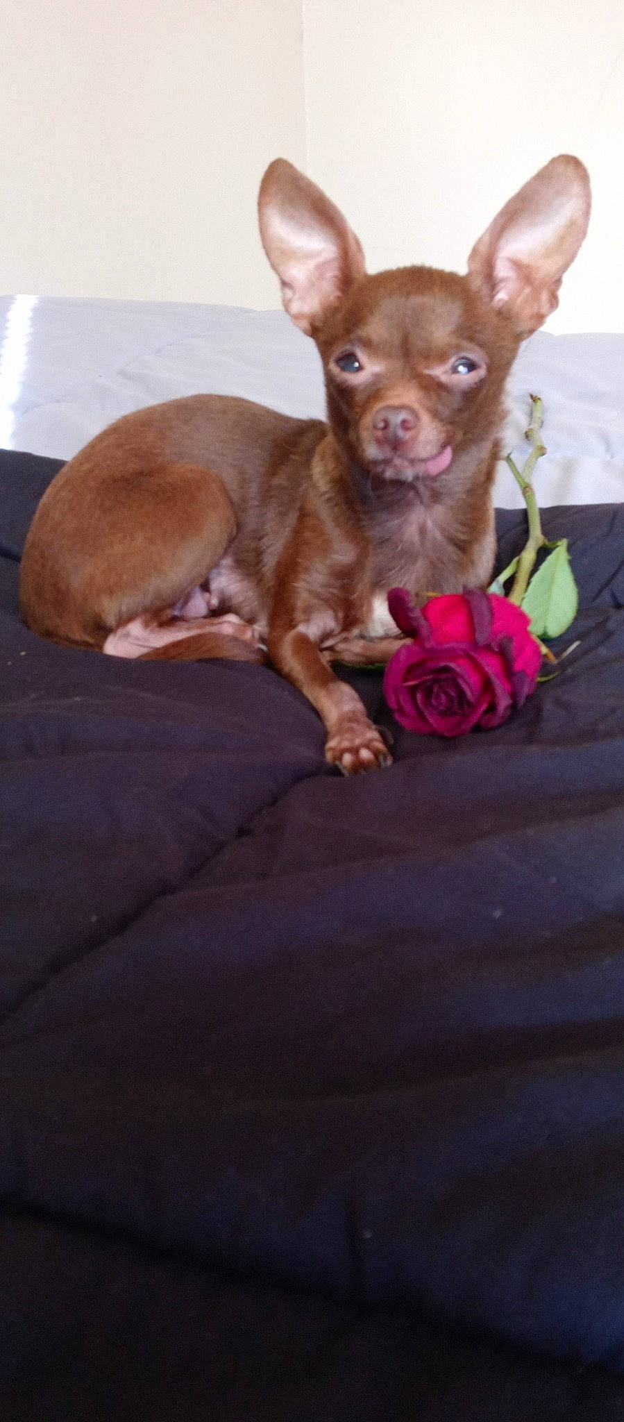 Nevaeh joined the competition — help win amazing prizes! brown, canidae, carnivore, chihuahua, comfort, companion_dog, dog, dog_breed, ear, fawn, flower, liver, magenta, petal, pink, snout, sporting_group, toy_dog, whiskers, wood