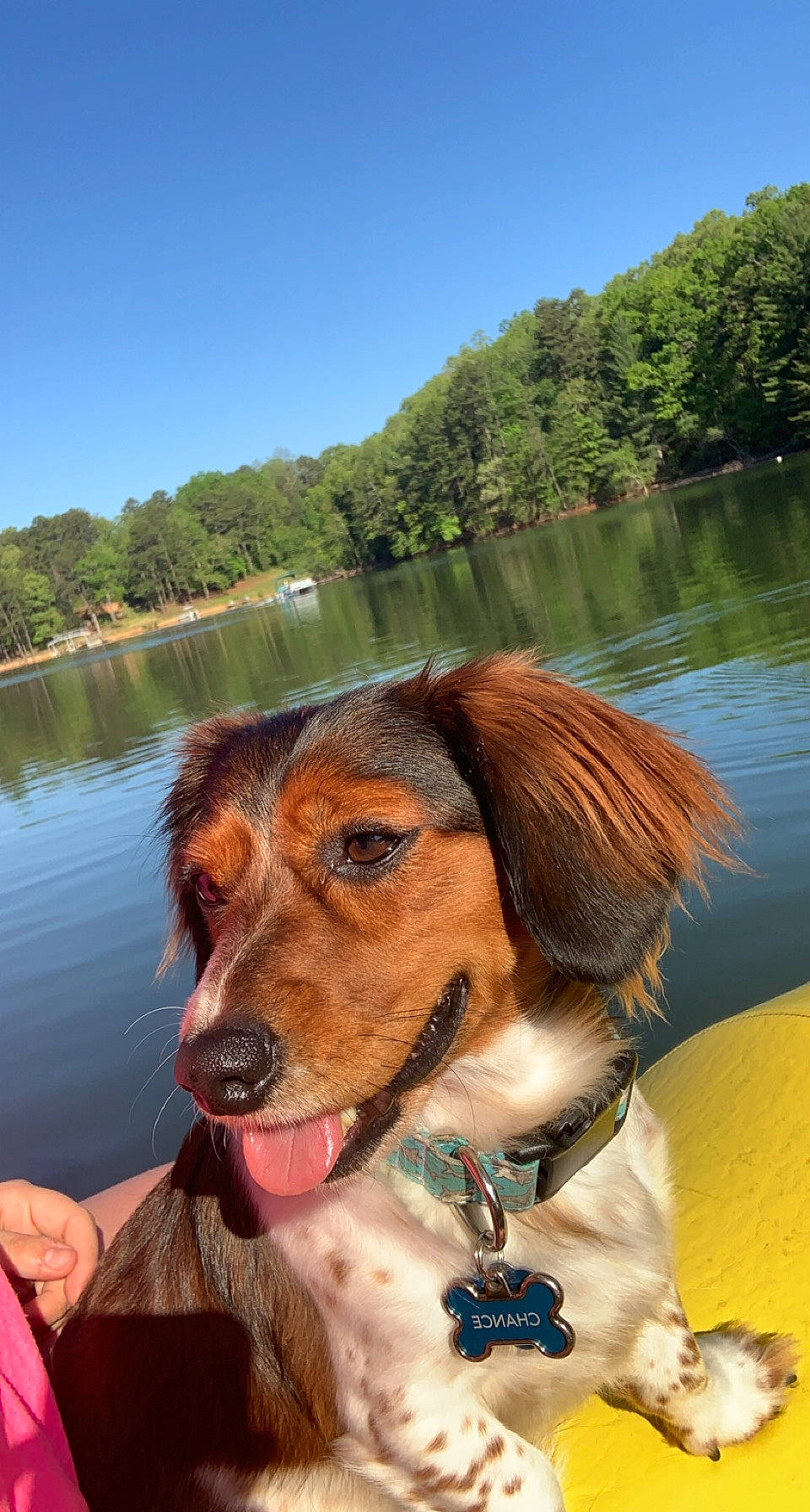 Chance joined the competition — help win amazing prizes! carnivore, collar, companion_dog, dog, dog_breed, dog_collar, eyewear, fawn, happy, lake, leisure, plant, sky, snout, sporting_group, summer, travel, tree, water, working_animal
