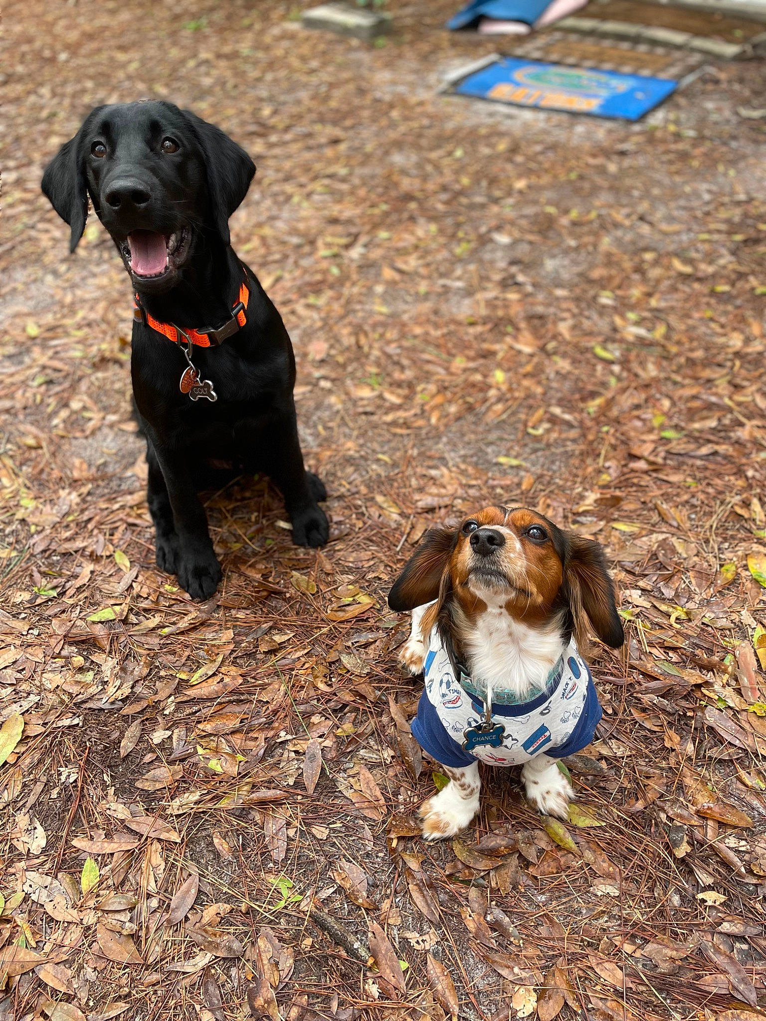 Chance joined the competition — help win amazing prizes! adventure, canidae, carnivore, collar, companion_dog, dog, dog_breed, dog_collar, fawn, fur, grass, gun_dog, leash, liver, scent_hound, snout, soil, sporting_group, tail, working_animal