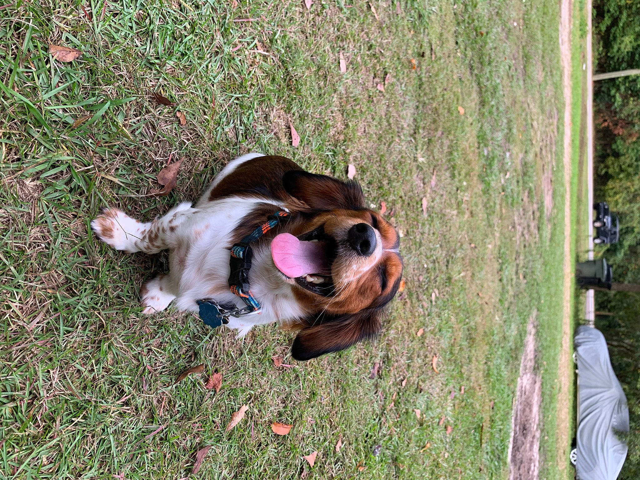 Chance is registered to the contest to win money with this photo: basset_hound, canidae, carnivore, companion_dog, dog, dog_breed, dog_supply, fawn, grass, leash, liver, non_sporting_group, plant, scent_hound, snout, sporting_group, tail, terrestrial_animal, wood, working_animal
