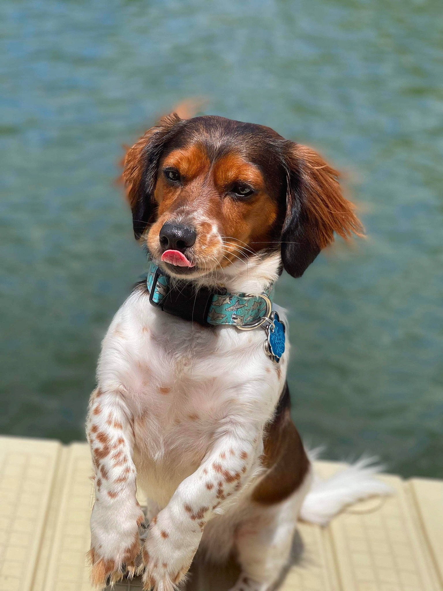 Chance is registered to the contest to win money with this photo: canidae, carnivore, collar, companion_dog, dog, dog_breed, dog_collar, fawn, fur, gun_dog, hunting_dog, lake, liver, snout, spaniel, sporting_group, terrestrial_animal, water, working_animal, working_dog