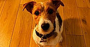 Simon participe au concours pour gagner de l'argent avec cette photo : animal, black, brown, canine, collar, companion, cute, dog, domestic_animal, ears, flooring, fur, indoor, jack_russell_terrier, looking_up, pet, sitting, small_dog, white, wooden_floor