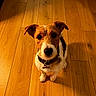 animal, black, brown, canine, collar, companion, cute, dog, domestic_animal, ears, flooring, fur, indoor, jack_russell_terrier, looking_up, pet, sitting, small_dog, white, wooden_floor