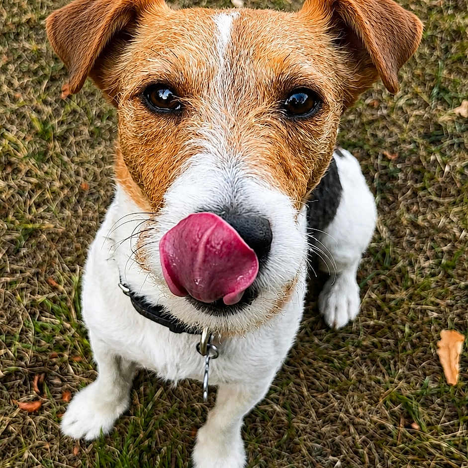 Simon