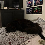 Estrella is registered to the contest to win money with this photo: cat, black_cat, bed, blanket, dollar_bills, rose_petals, furniture, cabinet, anime_posters, wall, indoor, cozy, relaxing, pet, fluffy, lying_down, dark, room, decor, soft_texture
