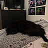cat, black_cat, bed, blanket, dollar_bills, rose_petals, furniture, cabinet, anime_posters, wall, indoor, cozy, relaxing, pet, fluffy, lying_down, dark, room, decor, soft_texture