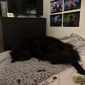 Estrella is registered to the contest to win money with this photo: cat, black_cat, bed, blanket, dollar_bills, rose_petals, furniture, cabinet, anime_posters, wall, indoor, cozy, relaxing, pet, fluffy, lying_down, dark, room, decor, soft_texture
