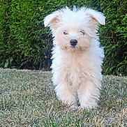 Lily participe au concours pour gagner de l'argent avec cette photo : adorable, animal, canine, cute, daylight, dog, fluffy, fur, garden, grass, hedge, nature, outdoor, pet, portrait, puppy, small_dog, walking, white_fur, young