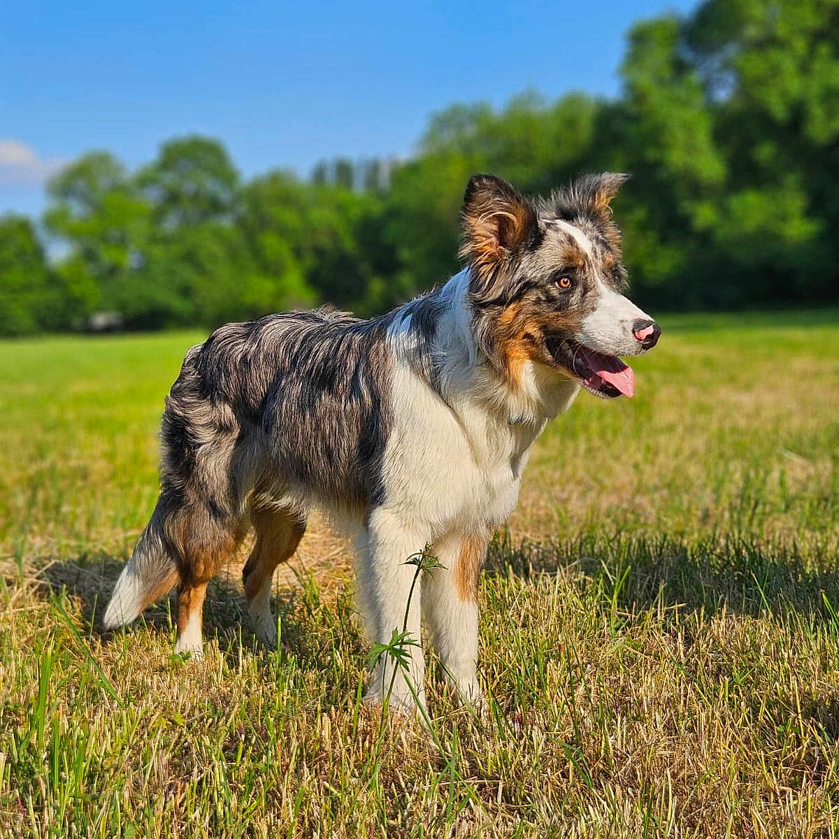 Vince participe au concours pour gagner de l'argent avec cette photo : alert, animal, australian_shepherd, blue_sky, canine, daytime, dog, ears_up, field, fur, grass, greenery, nature, outdoor, pet, standing, summer, sunlight, tongue_out, trees