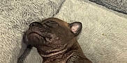 Brownie is registered to the contest to win money with this photo: puppy, sleeping, bed, blanket, cozy, cute, fur, paw, resting, indoors, pet, animal, young, snug, mammal, soft, relaxed, companion, domestic, cute_pet