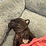 puppy, sleeping, bed, blanket, cozy, cute, fur, paw, resting, indoors, pet, animal, young, snug, mammal, soft, relaxed, companion, domestic, cute_pet