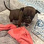 Brownie is registered to the contest to win money with this photo: puppy, dog, brown, small, cute, pet_bed, sock, coral, plush, furry, indoor, blanket, patterned, animal, young, curious, looking, pet, cozy, closeup