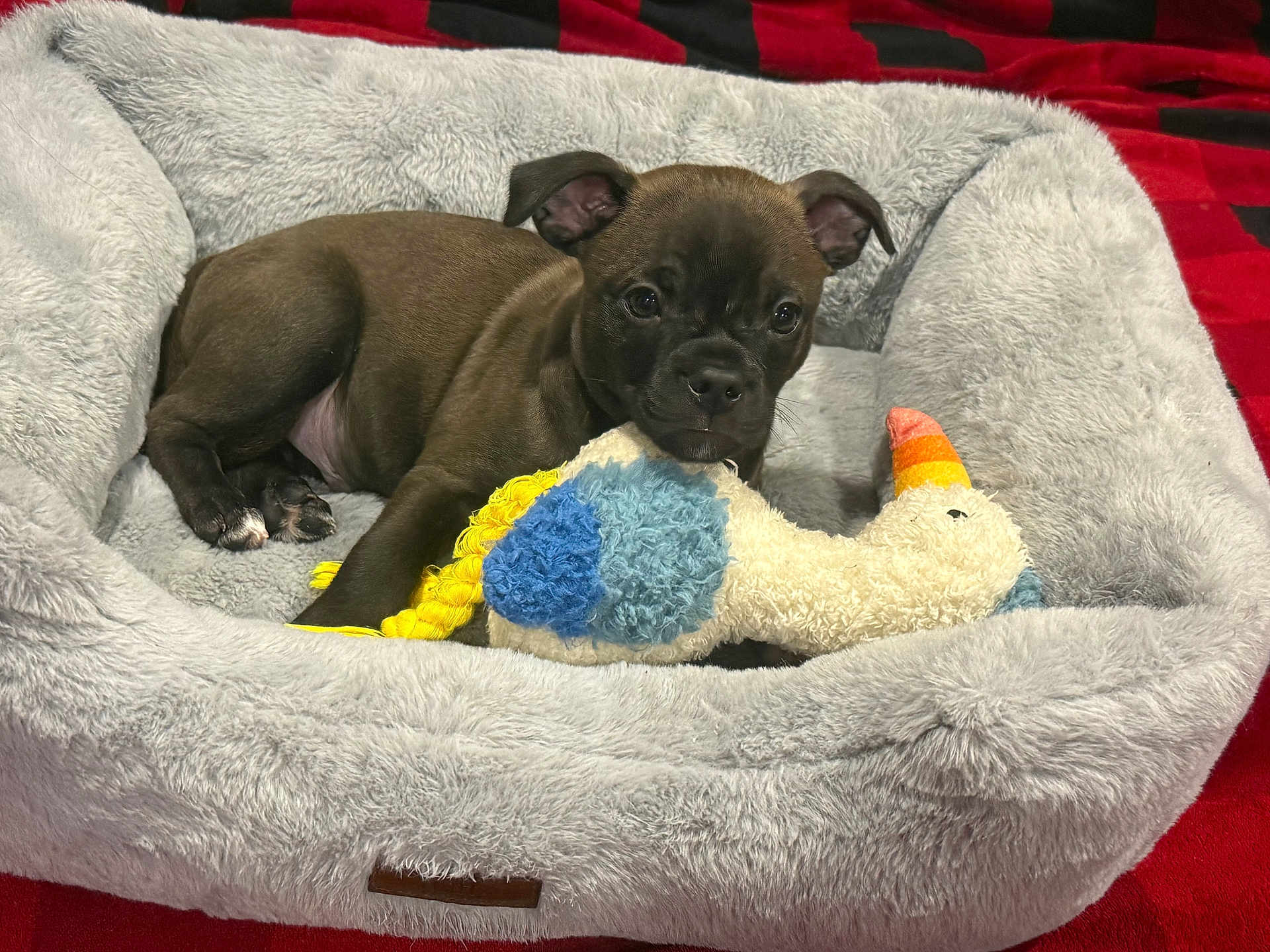 Brownie is registered to the contest to win money with this photo: puppy, dog, pet_bed, stuffed_toy, plush, gray, red, black, blanket, cute, young_dog, toy, animal, resting, indoor, cozy, fur, small, comfort, relaxed