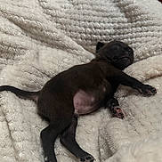 Brownie joined the competition — help win amazing prizes! puppy, sleeping, black, dog, blanket, cozy, soft, fur, pet, animal, cute, resting, indoors, young, paw, tail, comfort, nap, relaxation, warm