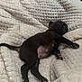 puppy, sleeping, black, dog, blanket, cozy, soft, fur, pet, animal, cute, resting, indoors, young, paw, tail, comfort, nap, relaxation, warm