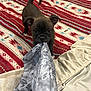 Brownie joined the competition — help win amazing prizes! puppy, dog, playful, cloth, tug_of_war, rug, patterned_rug, indoor, pet, cute, black_dog, small_dog, ears, tail, floor, fabric, home, toy, animal, engaged