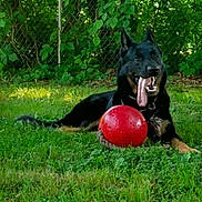 Beau joined the competition — help win amazing prizes! dog, german_shepherd, red_ball, grass, outdoor, pet, tongue_out, playful, greenery, fence, tree, summer, animal, canine, nature, sunlight, resting, collar, happy, yard