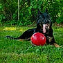 dog, german_shepherd, red_ball, grass, outdoor, pet, tongue_out, playful, greenery, fence, tree, summer, animal, canine, nature, sunlight, resting, collar, happy, yard