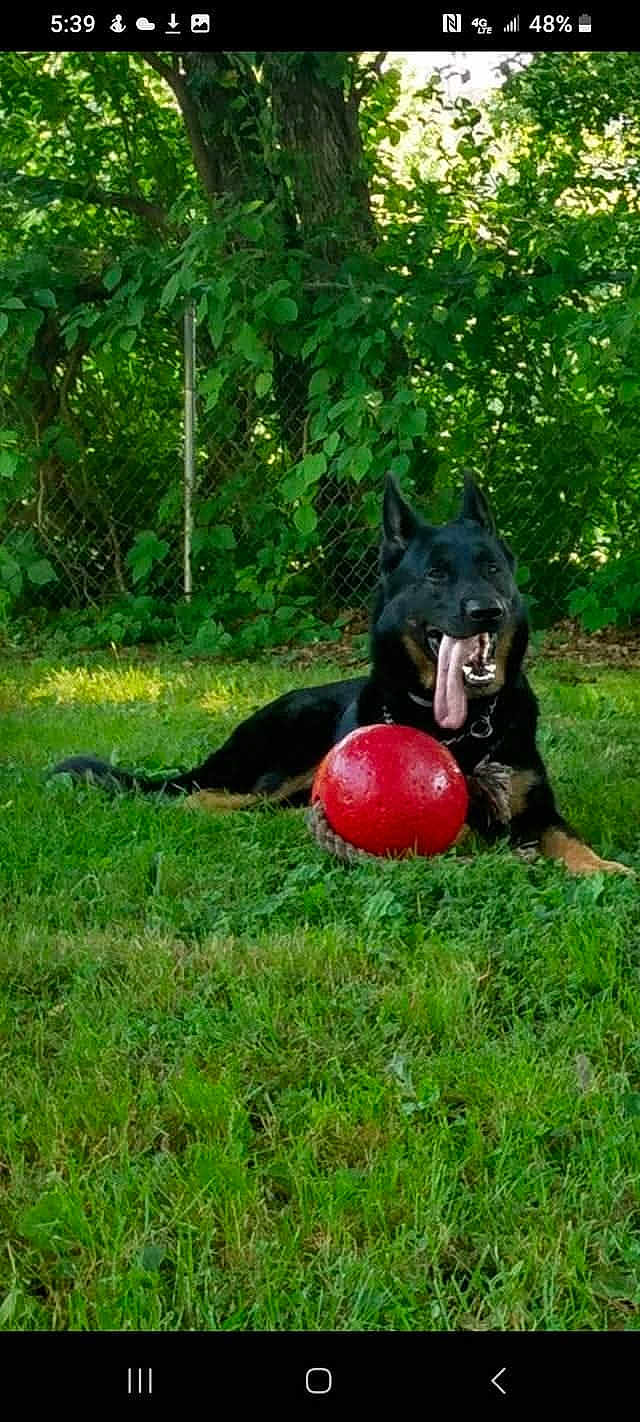Beau joined the competition — help win amazing prizes! dog, german_shepherd, red_ball, grass, outdoor, pet, tongue_out, playful, greenery, fence, tree, summer, animal, canine, nature, sunlight, resting, collar, happy, yard