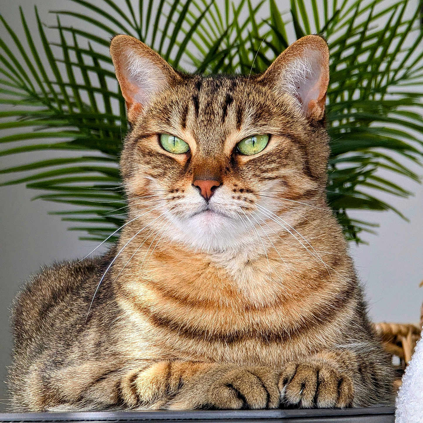 Papuche a rejoint le concours — aidez-le/la à gagner de superbes lots ! animal, cat, close_up, cute, domestic, feline, fur, green_eyes, houseplant, indoor, mammal, palm_leaves, paws, pet, plant, portrait, relaxed, sitting, tabby, whiskers