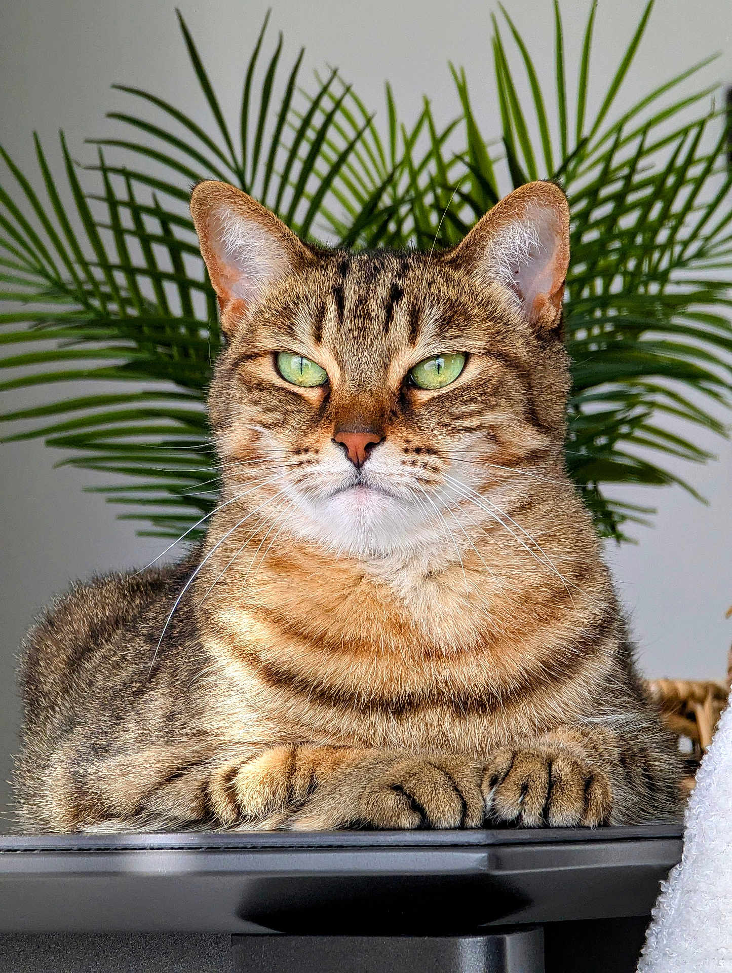 Papuche a rejoint le concours — aidez-le/la à gagner de superbes lots ! cat, tabby, green_eyes, paws, fur, whiskers, indoor, plant, palm_leaves, houseplant, close_up, pet, feline, portrait, relaxed, sitting, animal, cute, domestic, mammal