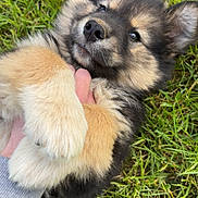 Bounty participe au concours pour gagner de l'argent avec cette photo : puppy, dog, grass, fur, paw, hand, playing, cute, pet, outdoor, animal, lying_down, young, fluffy, nature, friendly, adorable, canine, person, holding
