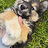 puppy, dog, grass, fur, paw, hand, playing, cute, pet, outdoor, animal, lying_down, young, fluffy, nature, friendly, adorable, canine, person, holding