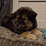 Bounty a rejoint le concours — aidez-le/la à gagner de superbes lots ! puppy, dog, blanket, toy, indoor, fur, soft, cute, animal, pet, resting, brown, black, cozy, young, lying_down, furry, companion, comfort, home