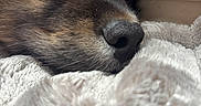 Bounty participe au concours pour gagner de l'argent avec cette photo : dog, sleeping, close_up, fur, nose, blanket, cozy, resting, pet, animal, soft_texture, indoors, peaceful, warm, snout, cute, portrait, domestic_animal, calm, relaxation