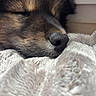 dog, sleeping, close_up, fur, nose, blanket, cozy, resting, pet, animal, soft_texture, indoors, peaceful, warm, snout, cute, portrait, domestic_animal, calm, relaxation