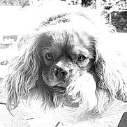Vito a rejoint le concours — aidez-le/la à gagner de superbes lots ! animal, black_and_white, calm, close_up, curious, dog, expression, eyes, face, fur, long_ears, nature, outdoor, paw, pet, portrait, resting, snout, texture, wood