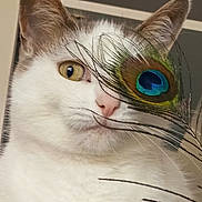 Moumoune participe au concours pour gagner de l'argent avec cette photo : cat, feline, pet, white_fur, gray_fur, close_up, portrait, peacock_feather, feather, blue_eye_detail, yellow_eye, whiskers, ears, pink_nose, fur, animal, indoor, dramatic, funny, photography