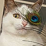 cat, feline, pet, white_fur, gray_fur, close_up, portrait, peacock_feather, feather, blue_eye_detail, yellow_eye, whiskers, ears, pink_nose, fur, animal, indoor, dramatic, funny, photography