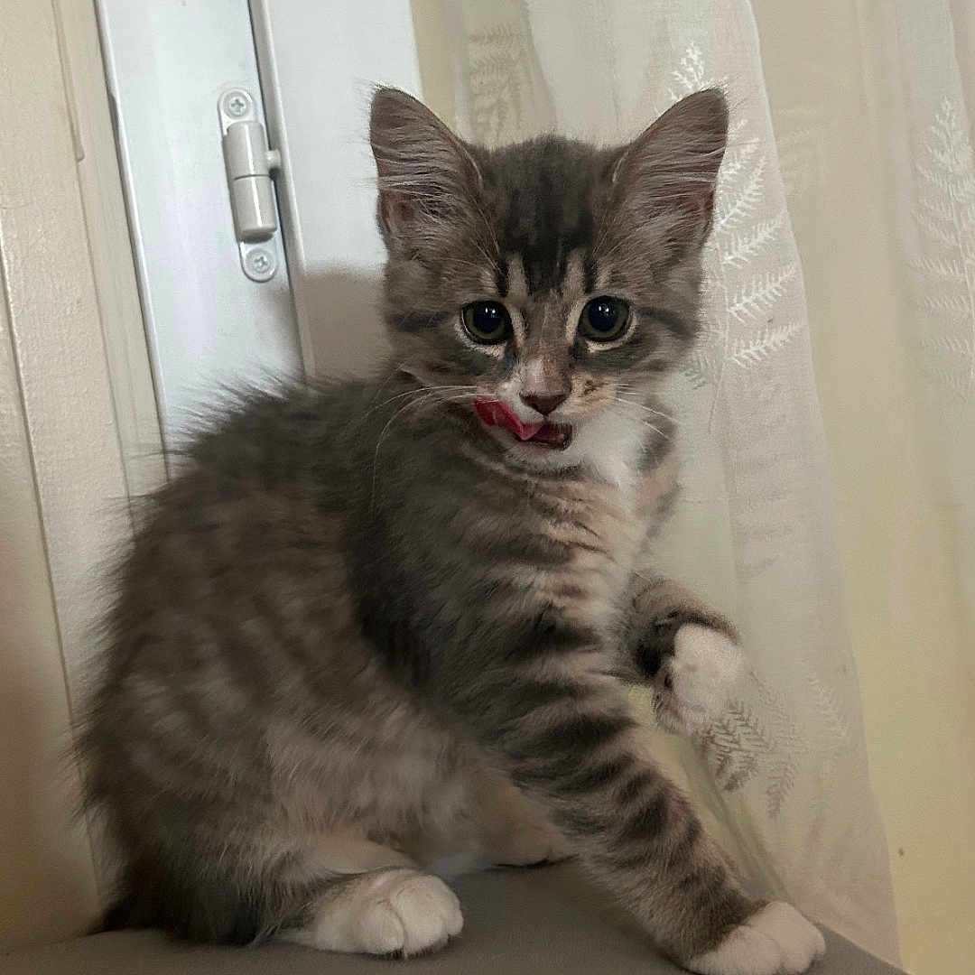 Lixy