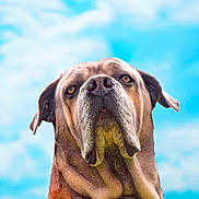 Cops des Gardiens d' a rejoint le concours — aidez-le/la à gagner de superbes lots ! carnivoran, dog, dog_breed, dog_crossbreeds, dog_like_mammal, organism, snout